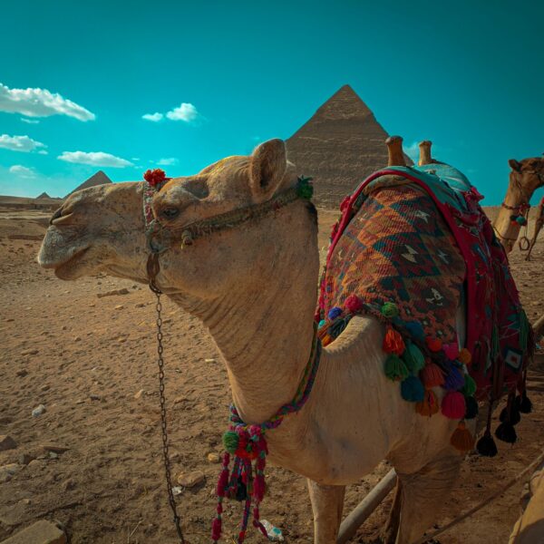 Camel Ride at Giza Pyramids – Sunrise or Sunset